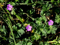 Geranium molle