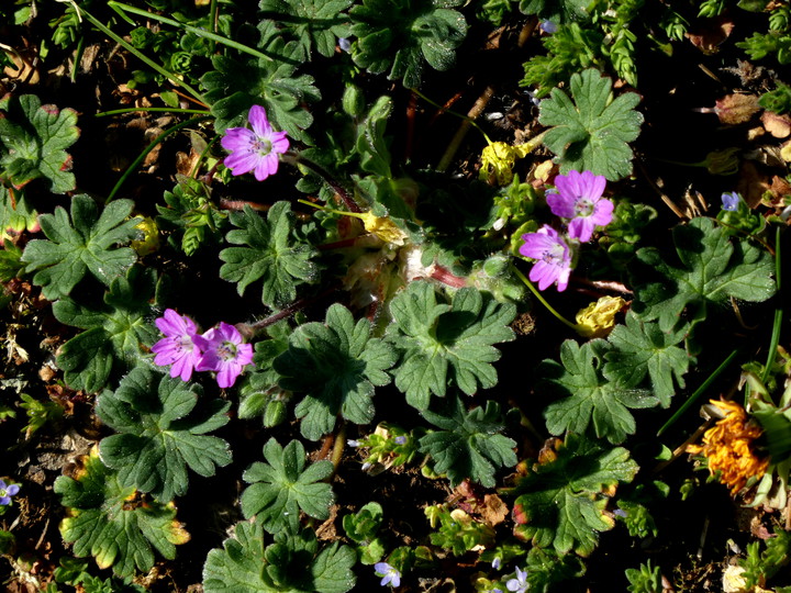 Geranium molle