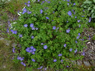 Geranium sylvaticum