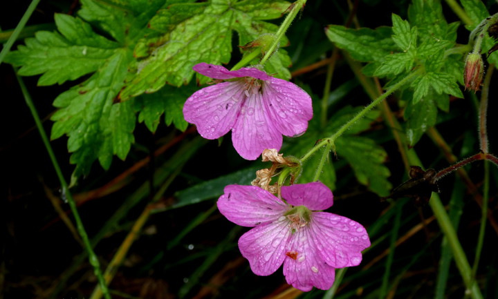 Geranium endressii