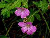 Geranium endressii