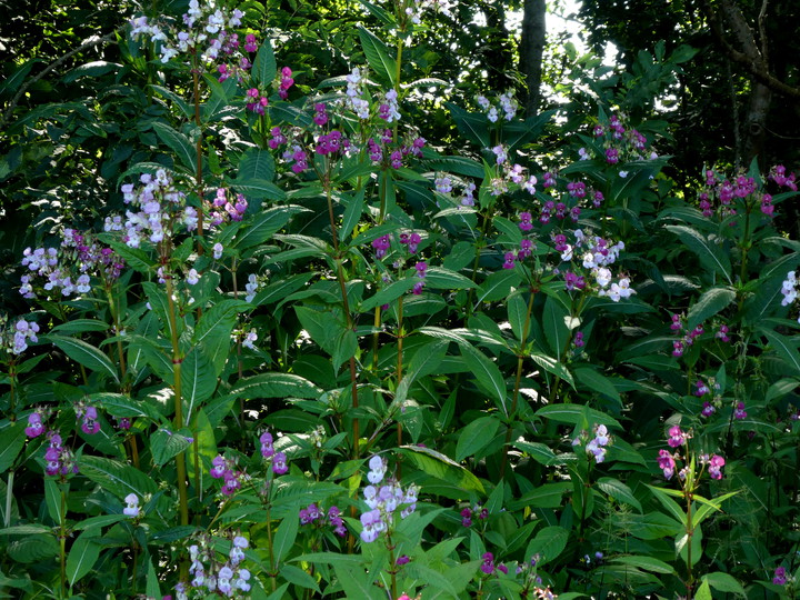 Impatiens glandulifera