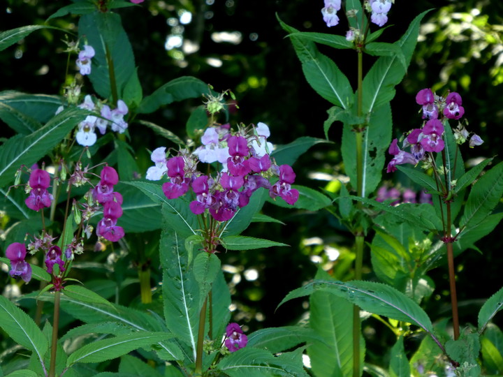 Impatiens glandulifera