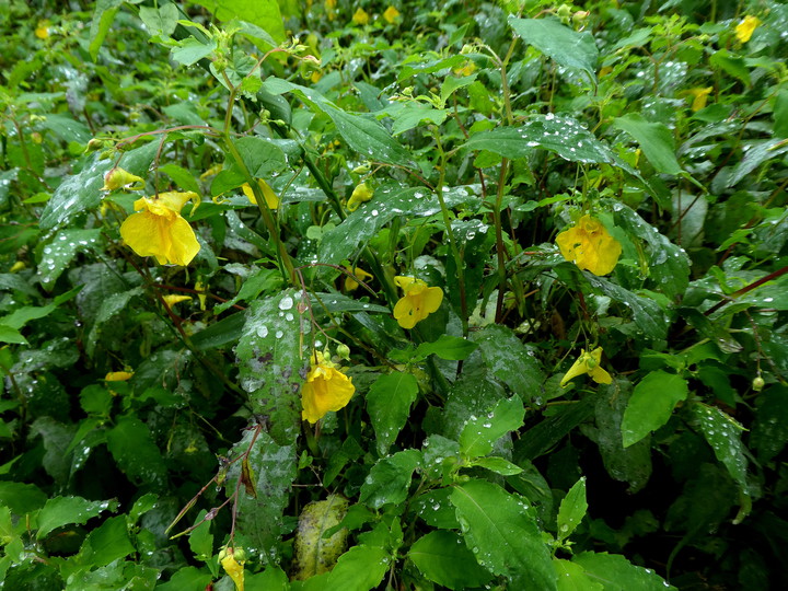 Impatiens noli-tangere