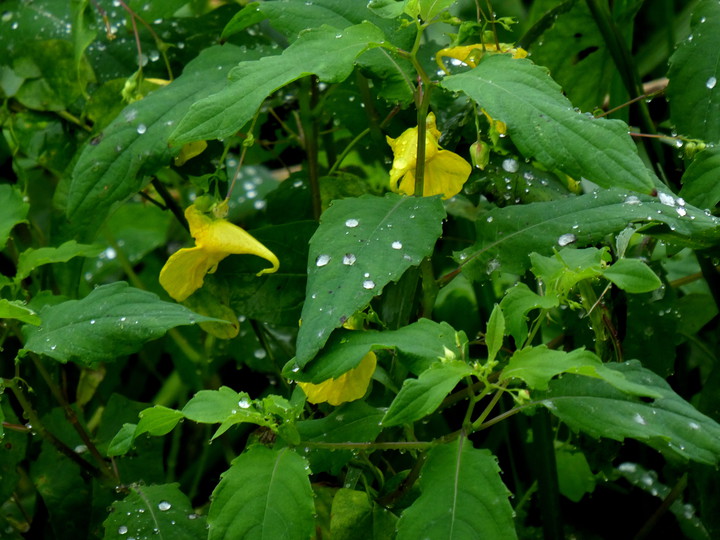 Impatiens noli-tangere