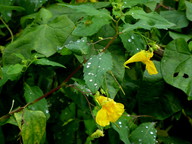 Impatiens noli-tangere