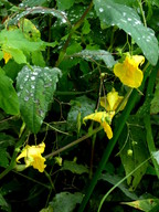 Impatiens noli-tangere