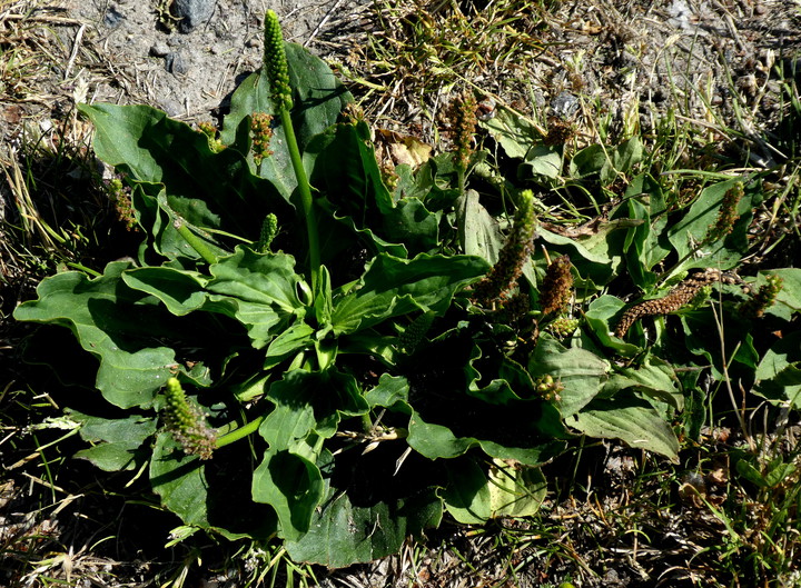 Plantago major ssp. major