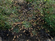 Plantago coronopus