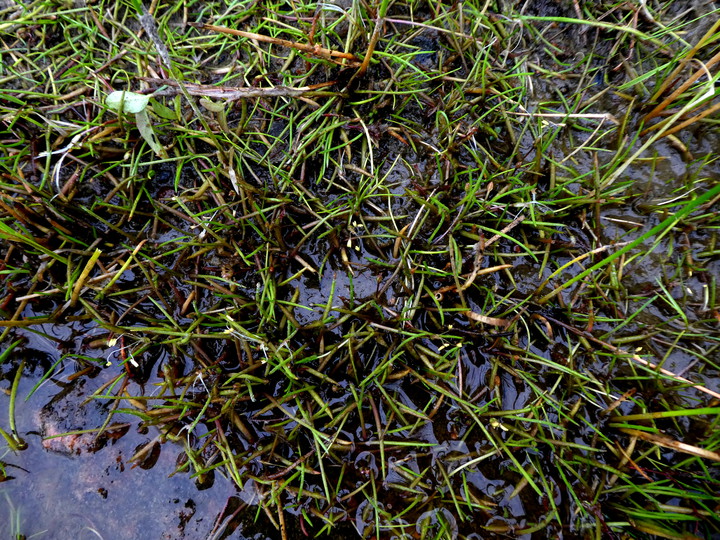 Littorella uniflora 