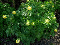 Corydalis nobilis