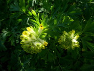 Corydalis nobilis