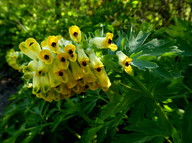 Corydalis nobilis