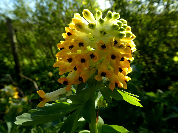 Corydalis nobilis