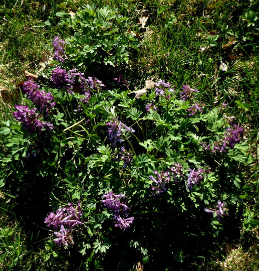 Corydalis solida ssp. solida