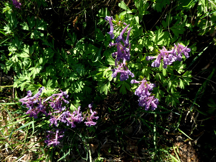 Corydalis solida ssp. solida