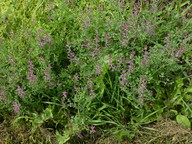 Fumaria officinalis