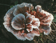 Abortiporus biennis