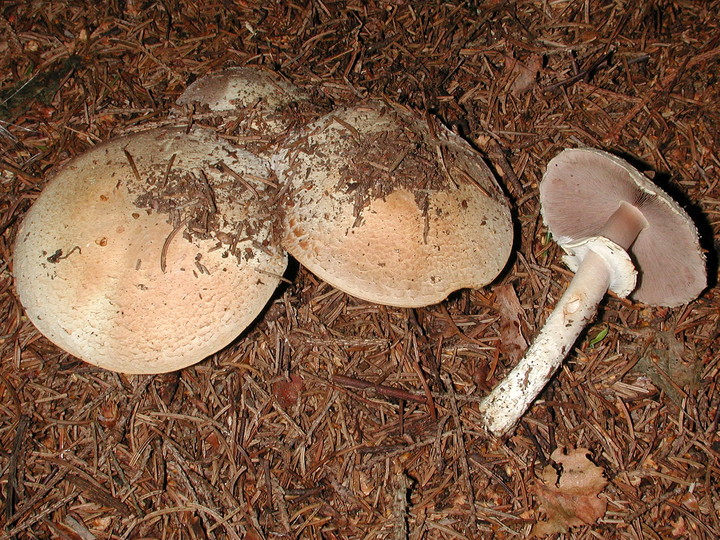 Agaricus sylvicola