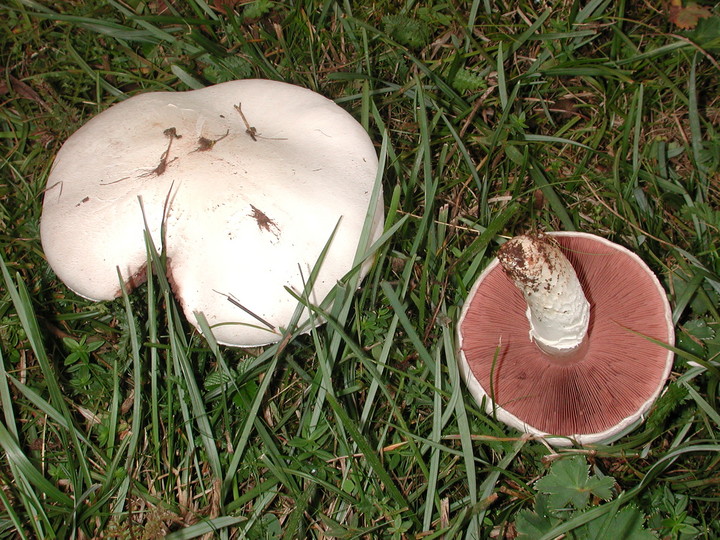 Agaricus campestris