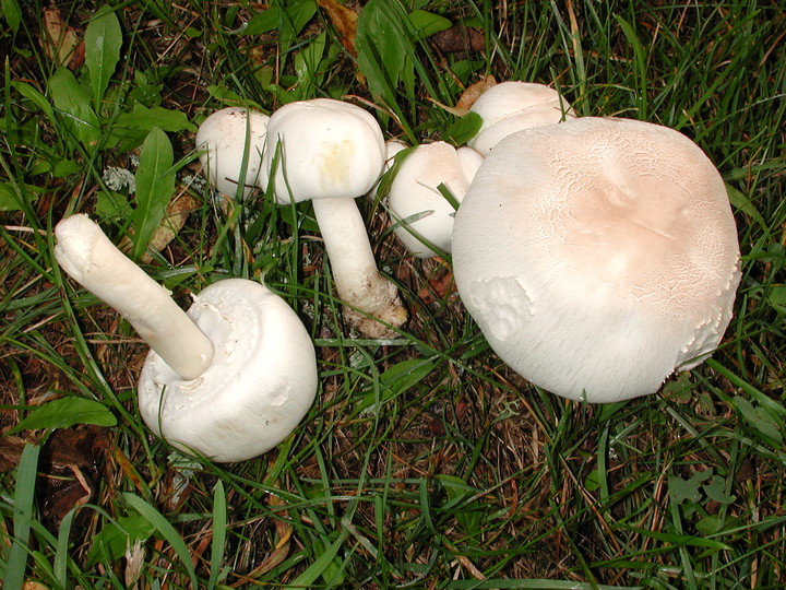 Agaricus xanthoderma