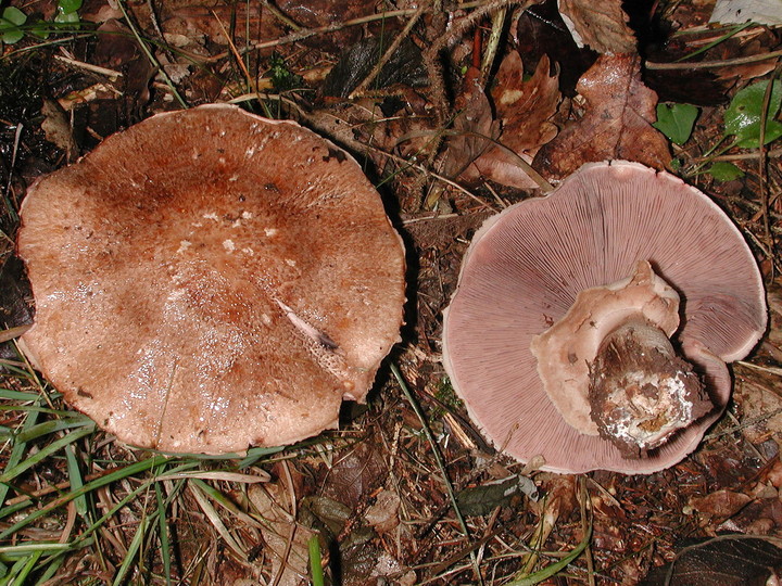 Agaricus sylvaticus