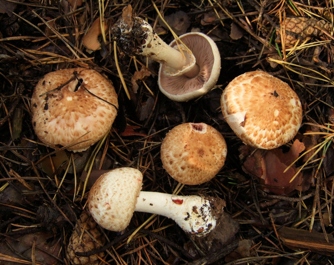 Agaricus sylvaticus