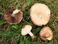 Agaricus semotus