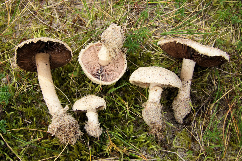 Agaricus devoniensis