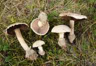 Agaricus devoniensis