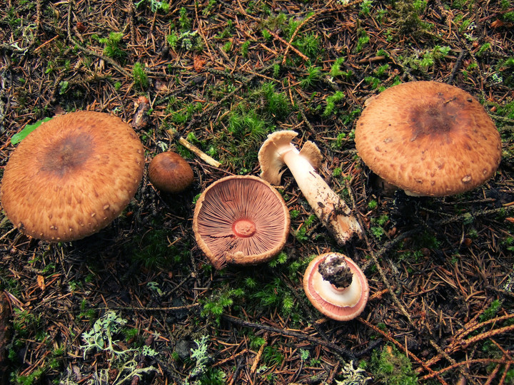 Agaricus langei