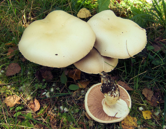 Agaricus urinasens