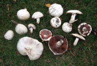 Agaricus litoralis