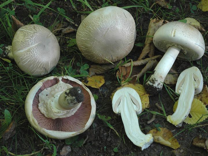 Agaricus praeclaresquamosus