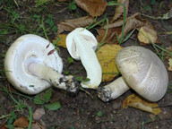 Agaricus praeclaresquamosus