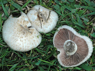 Agaricus campestris var. squamulosus