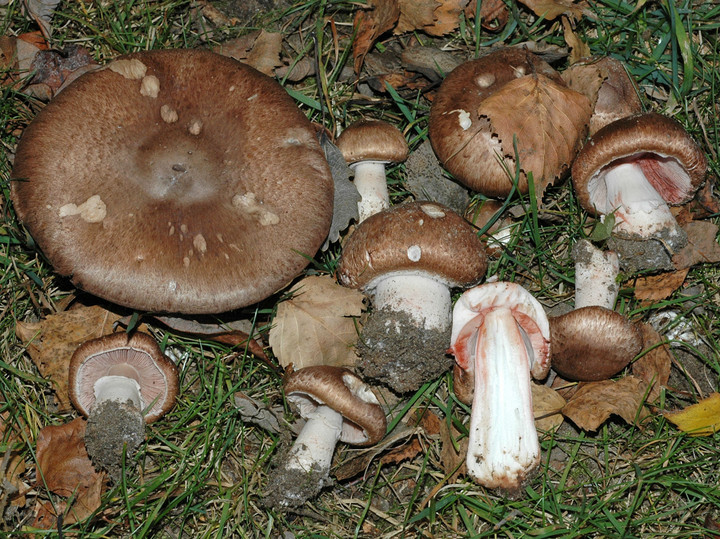 Agaricus langei