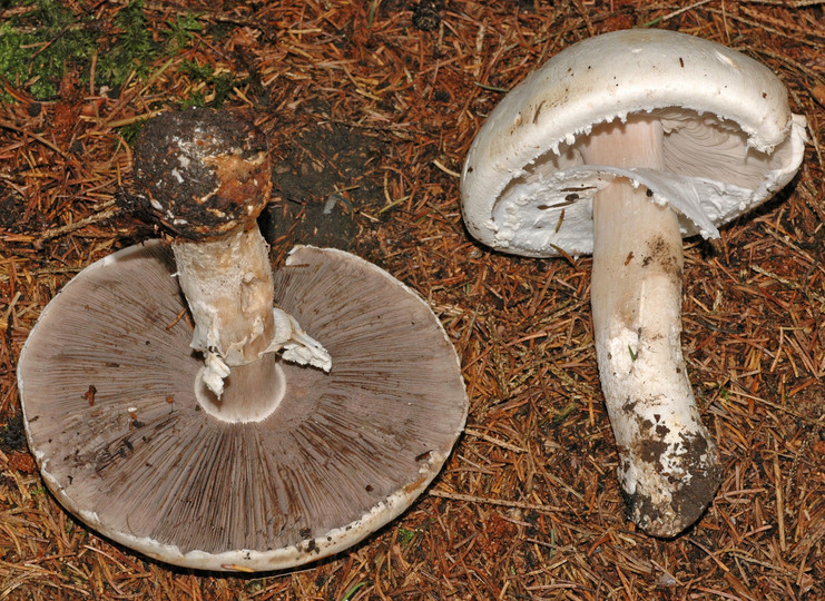 Agaricus urinasens