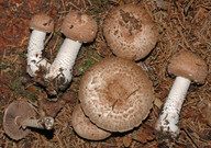 Agaricus sylvaticus