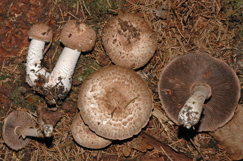 Agaricus sylvaticus