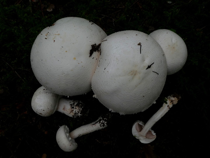 Agaricus sylvicola