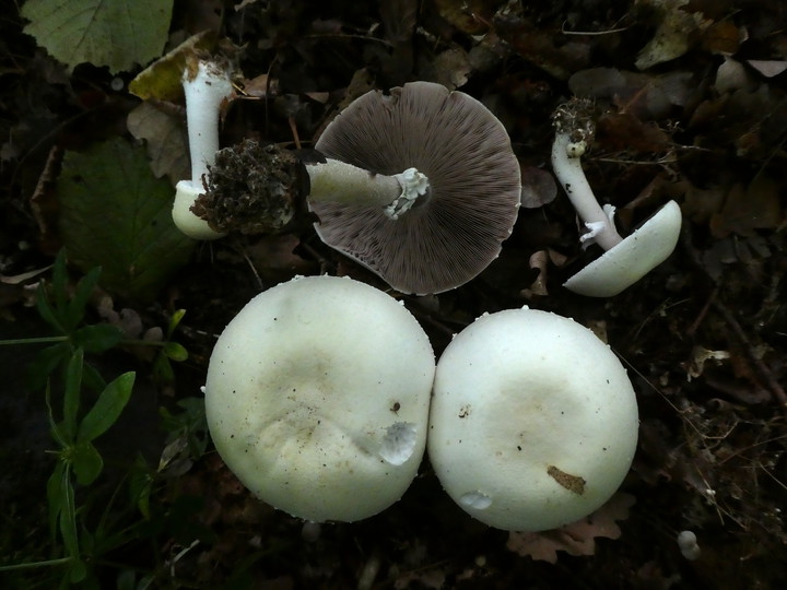 Agaricus sylvicola