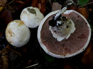 Agaricus bisporus