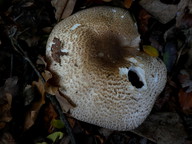 Agaricus augustus