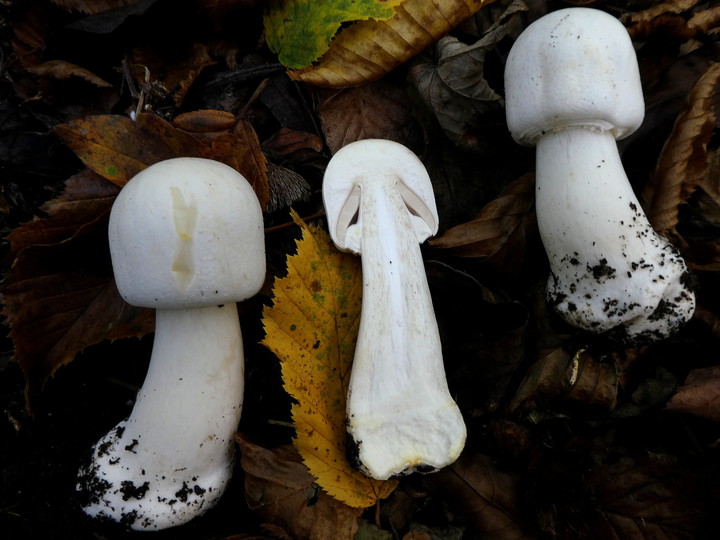 Agaricus xanthoderma