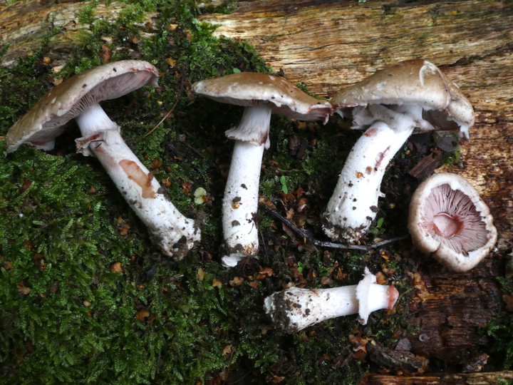 Agaricus langei