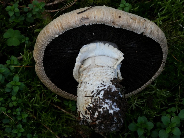 Agaricus urinasens