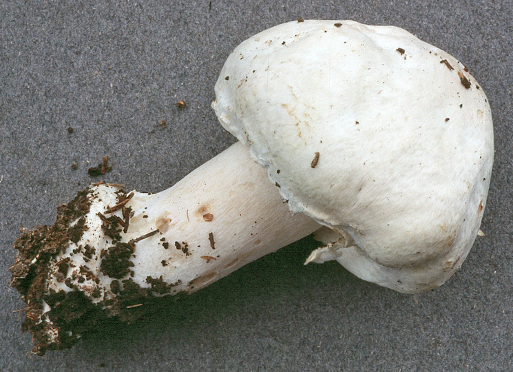 Agaricus essettei