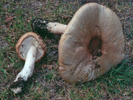 Agaricus augustus