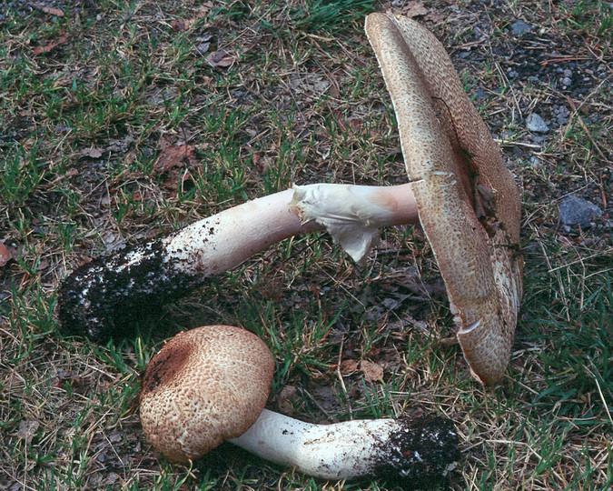 Agaricus augustus